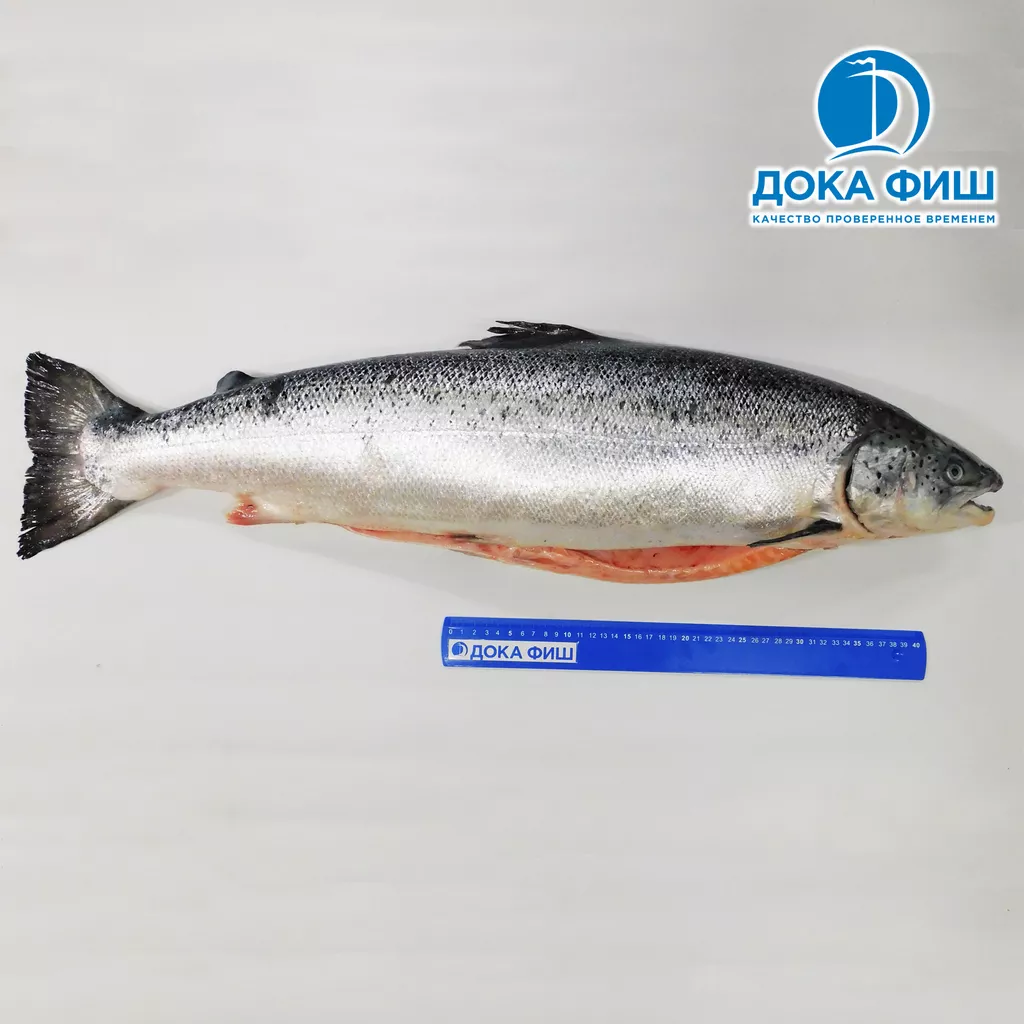 лосось, потрошен., с головой, 5-6 кг в Санкт-Петербурге