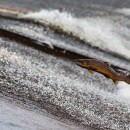 Чилийский лосось поступил в Санкт-Петербург «без предварительного уведомления»
