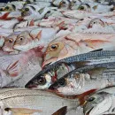 В Санкт-Петербурге Управление Россельхознадзора приостановило ввоз партии рыбы из Китая