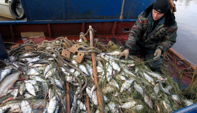 Промысел на озерах. Добыча рыбы. Рыболовный промысел. Промысел щуки. Рыболовство в Вологодской области.