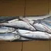 продажа  рыбы и морепродуктов в Санкт-Петербурге 6