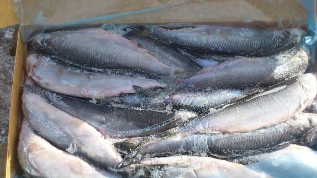 фотография продукта Продажа  рыбы и морепродуктов