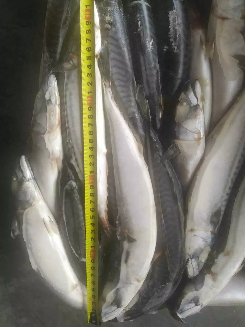 Купить скумбрию оптом. Рыба 30 кг. Норвежская компания торгующая рыбой. Асатрян рыба цена за килограмм.