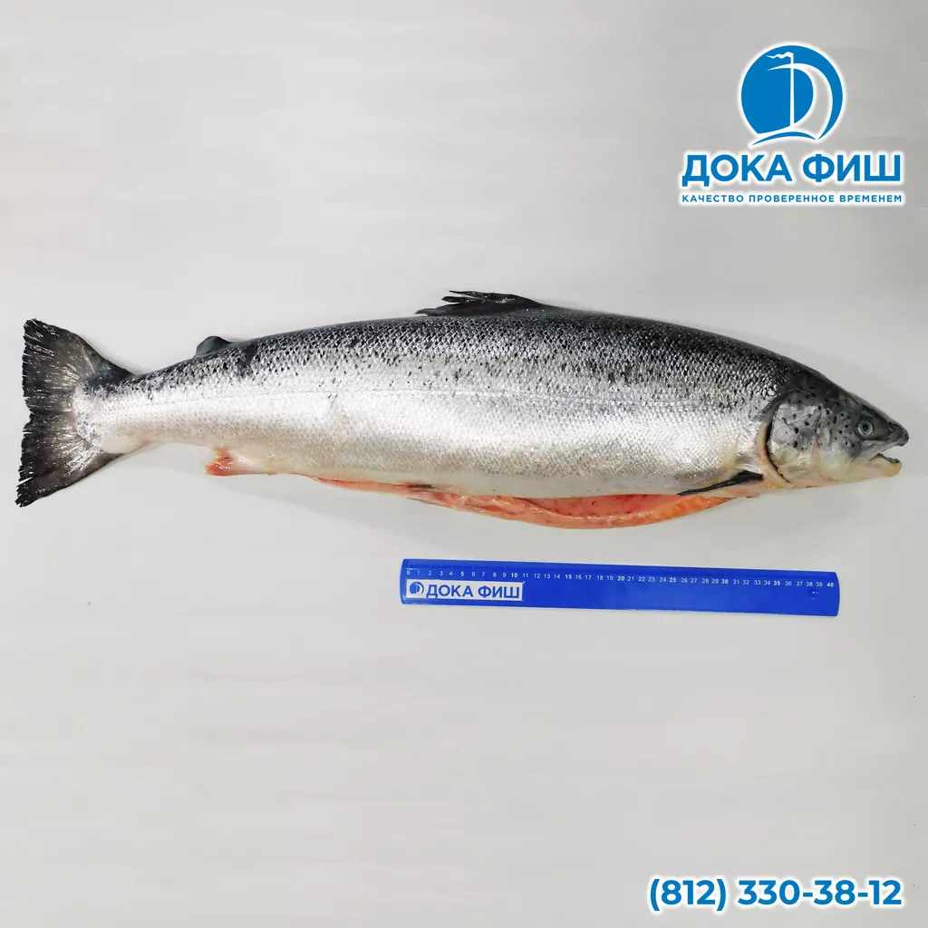 лосось тушка, 5-6 кг, потрошенный в Санкт-Петербурге