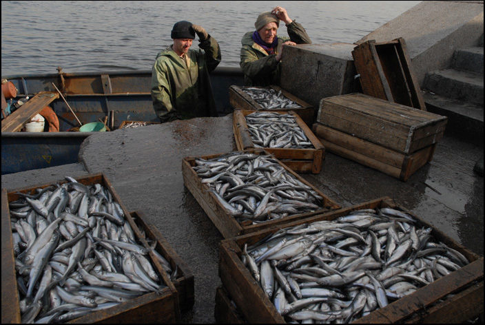 Купить корюшку в калининграде. Корюшка улов. Промышленное рыболовство. Промысел рыбы в финском заливе. Рыба в Питере корюшка.